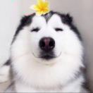 小白哥哥??的头像