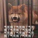 如图的头像